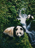 Panda Bears & Beautiful Waterfall